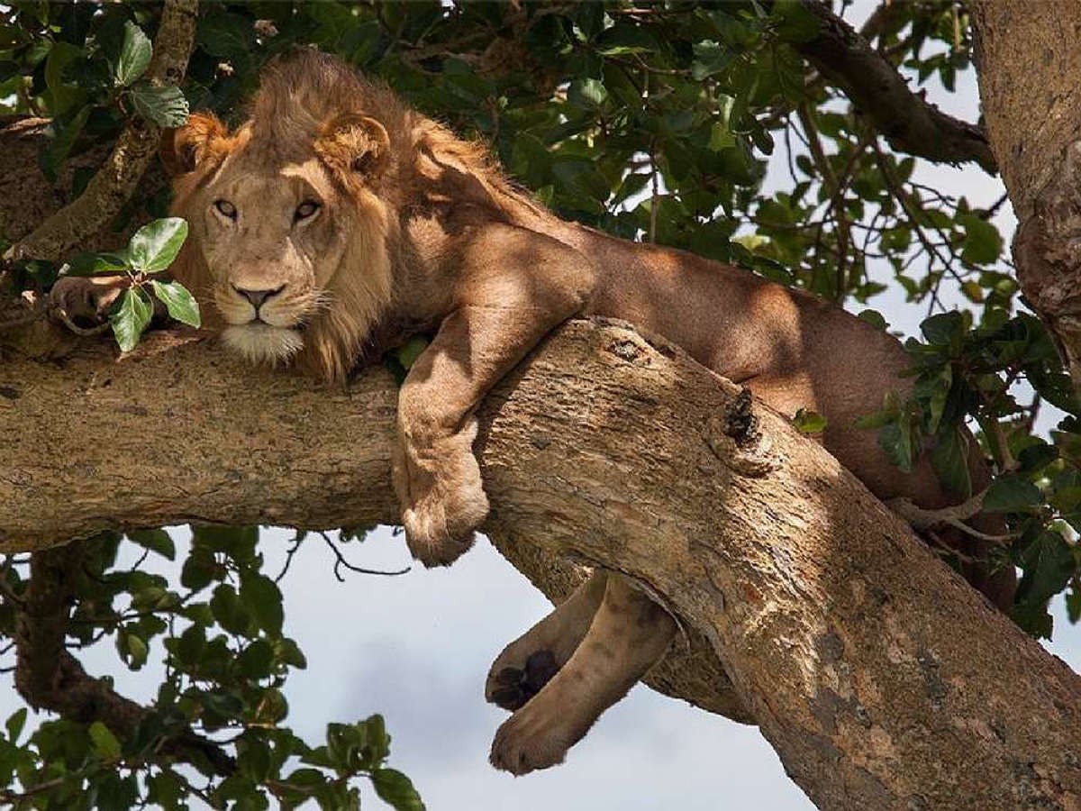 Uganda_Kidepo_Loewe_Klueger_Reisen_Safari