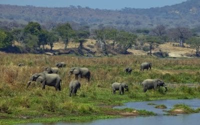Elefanten n Südtansania mit Klüger Reisen