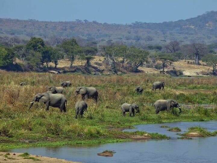 Elefanten n Südtansania mit Klüger Reisen
