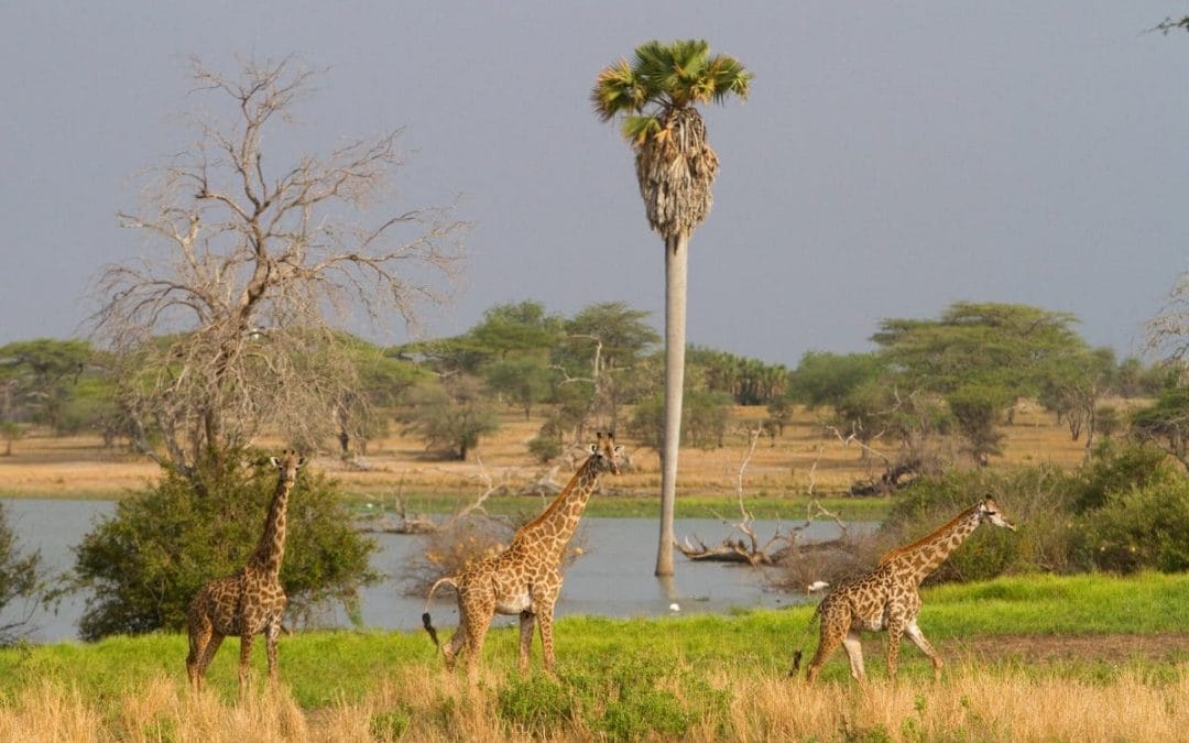 Tansania: Privatsafari Selous Game Reserve 4&nbsp;Tage