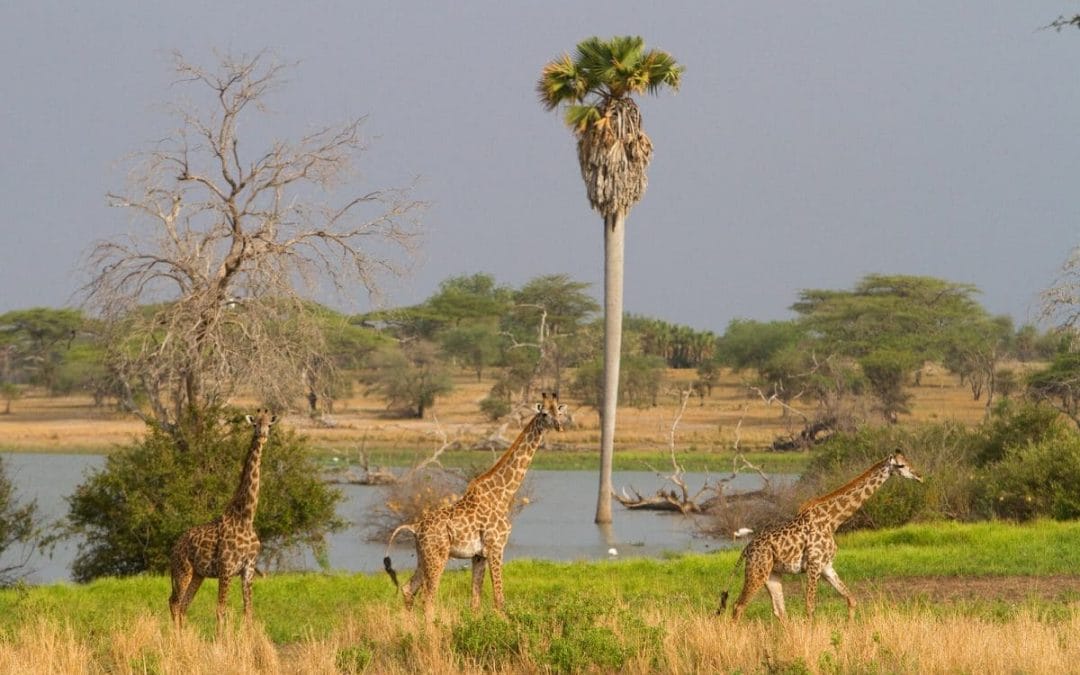 Tansania: Privatsafari Selous Game Reserve 4 Tage