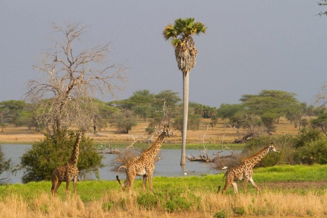 Tansania Giraffen mit Klüger Reisen