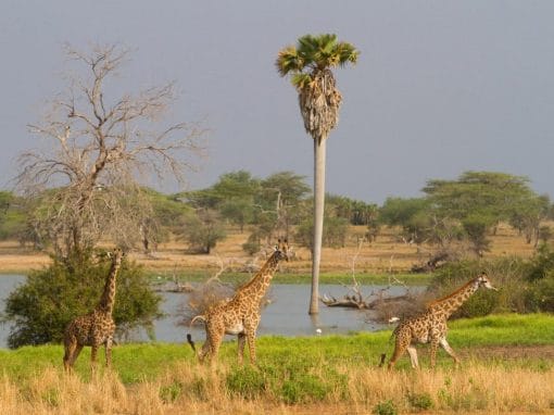 Tansania: Privatsafari Selous Game Reserve 4 Tage