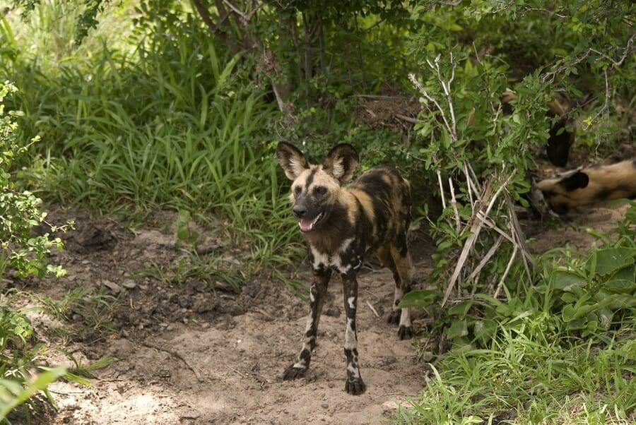 Wildhunde im Seolus mit Klüger Reisen
