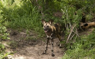 Wildhunde im Seolus mit Klüger Reisen