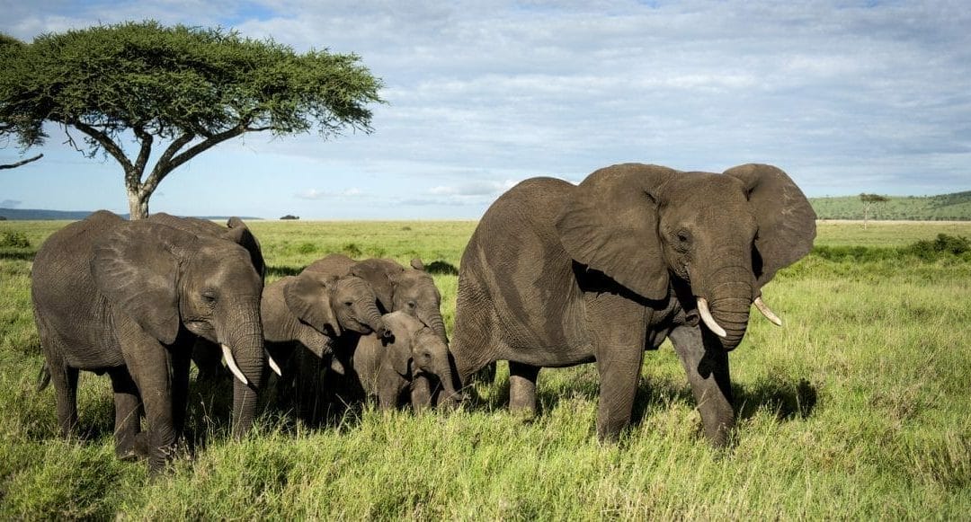 Tansania: 6 Tage – Campingsafari