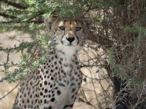 Tansania: 5 Tage – Campingsafari