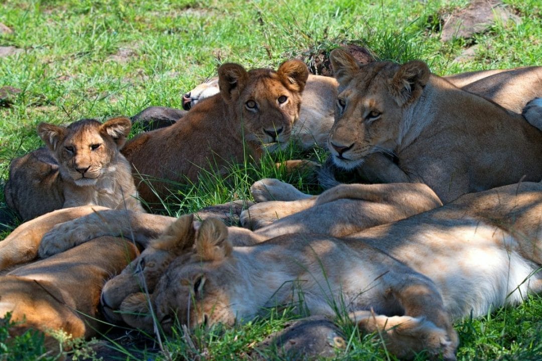 Tansania Serengeti Löwen