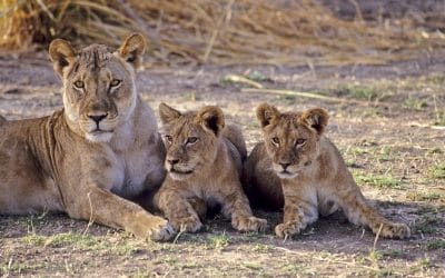 Tansania_Serengeti_Loewen_Klueger_Reisen