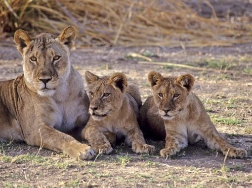 Ruaha Fly Inn ab Dar Es Salaam oder Zanzibar / 3 Tage