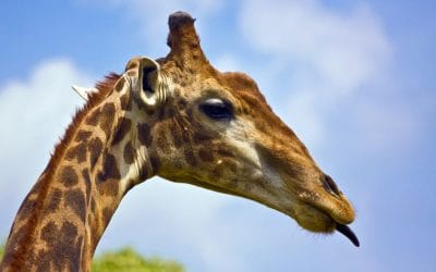 Ruaha mit Klüger Reisen