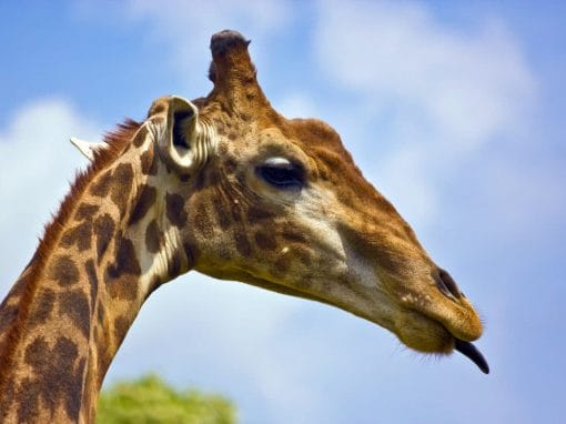 Tansania: Privatsafari Ruaha und Mikumi Nationalpark 6 Tage