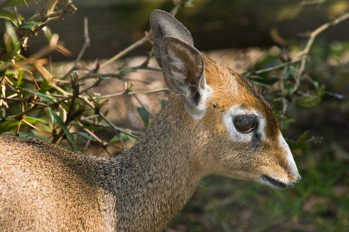 Tansania_Safari_Klueger_Reisen_Dik_Dik