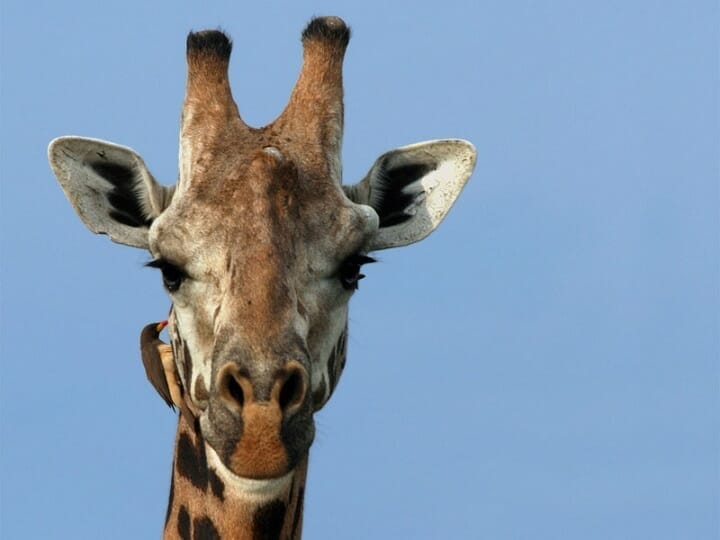 Ruanda_Giraffe_Klueger_Reisen