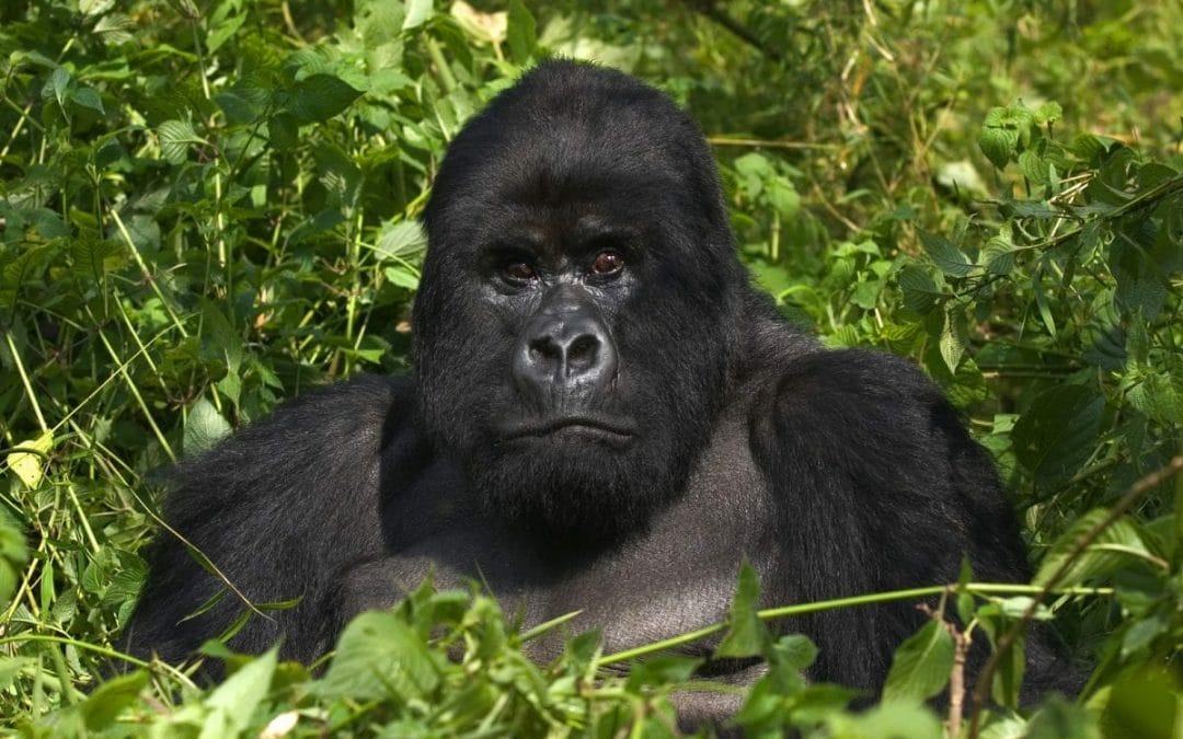 Ruanda: Gorilla Trekking 3 Tage