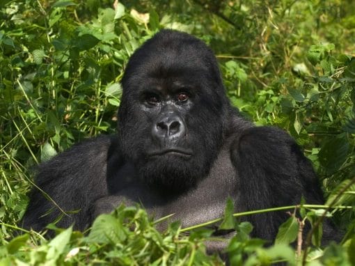 Ruanda: Gorilla Trekking 3 Tage