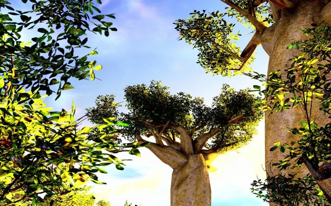 Madagaskar: Privatreise Süden und Morondava mit seinen Baobabs 10 Tage