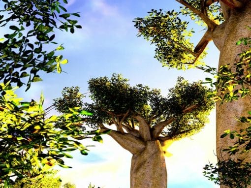 Madagaskar: Privatreise Süden und Morondava mit seinen Baobabs 10 Tage