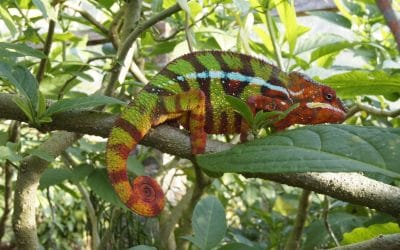 Madagaskar_Klaus Heimer und Klueger Reisen