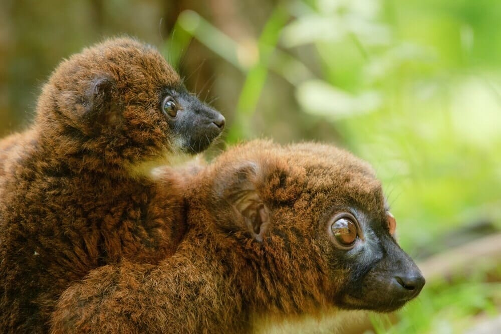 Madagaskar_Rotbauchlemur_Klueger_Reisen