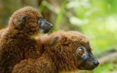 Madagaskar_Rotbauchlemur_Klueger_Reisen