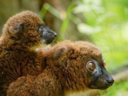 Madagaskar: Privatreise Süden und Nordosten mit Masoala