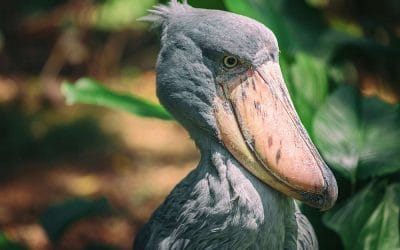 Uganda_Shoebill_Klueger_Reisen