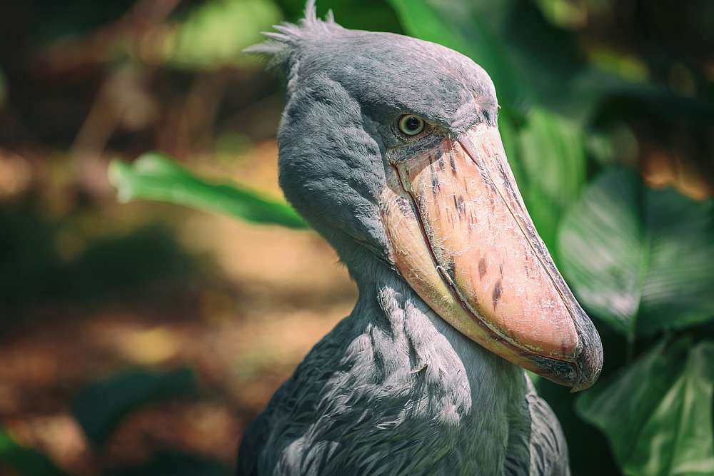 Uganda_Shoebill_Klueger_Reisen