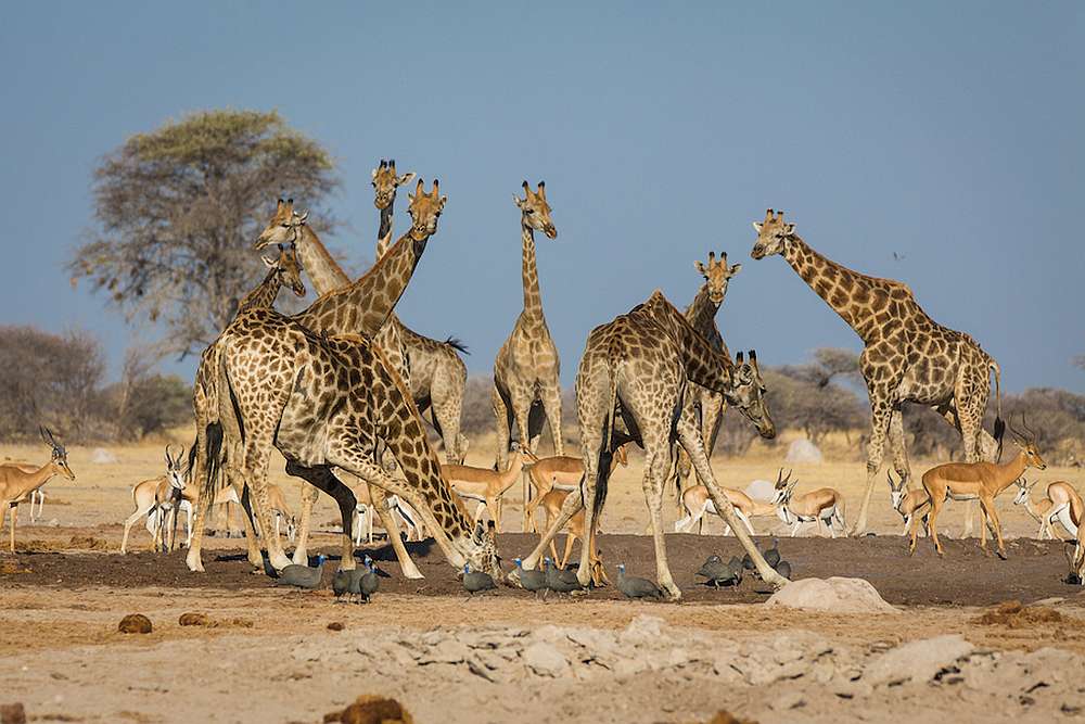 Botswana: Chobe Nationalpark Gruppensafari 7 Tage