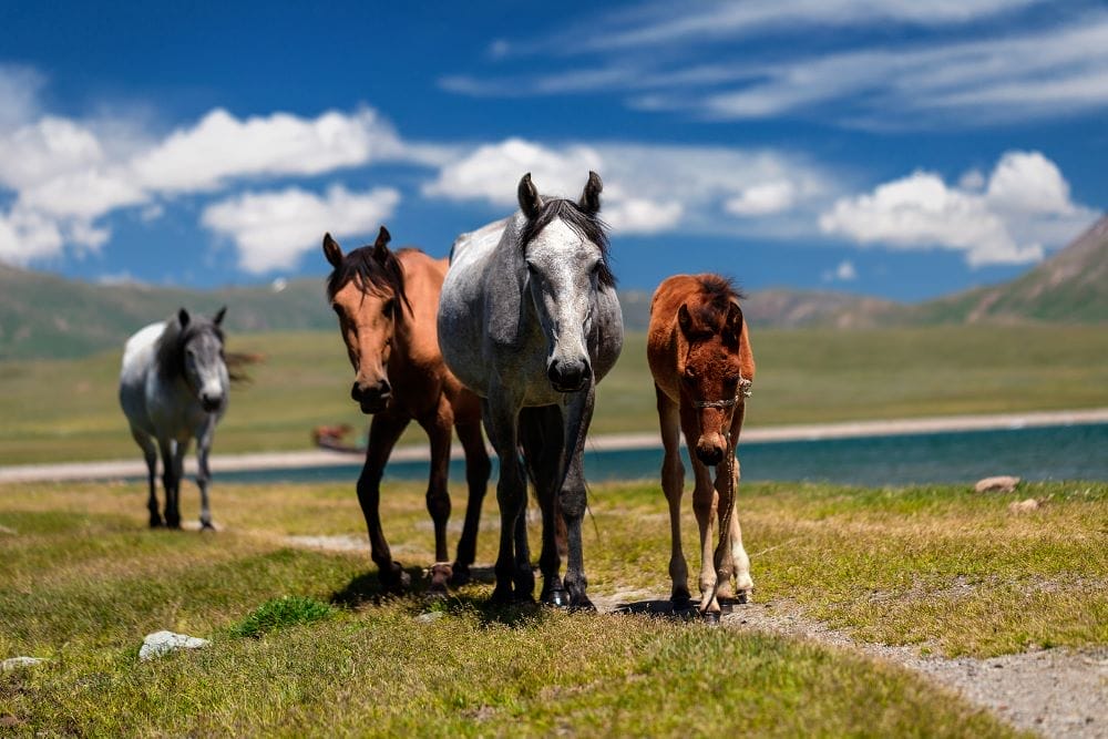 Kirgistan_Pferde_unterwegs_Klueger_Reisen