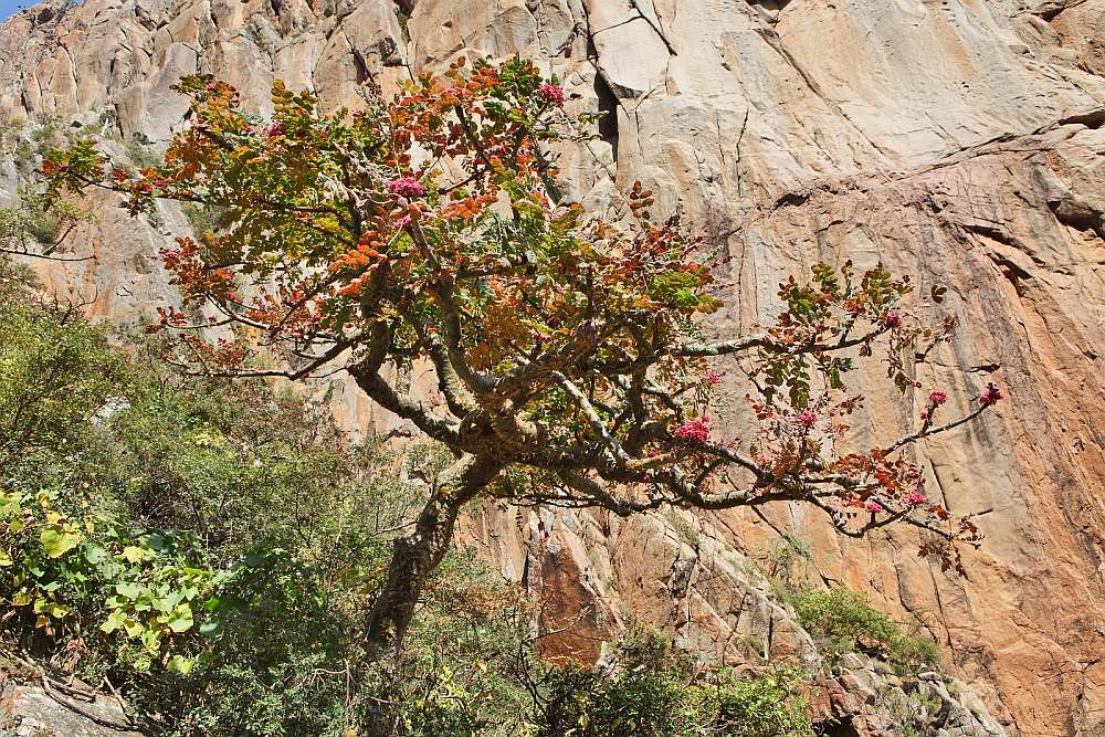 Salalah – die Weihrauchregion im Oman