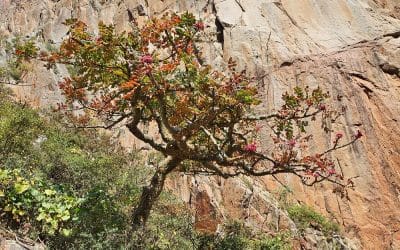 Oman Weihrauchbaum Klüger Reisen