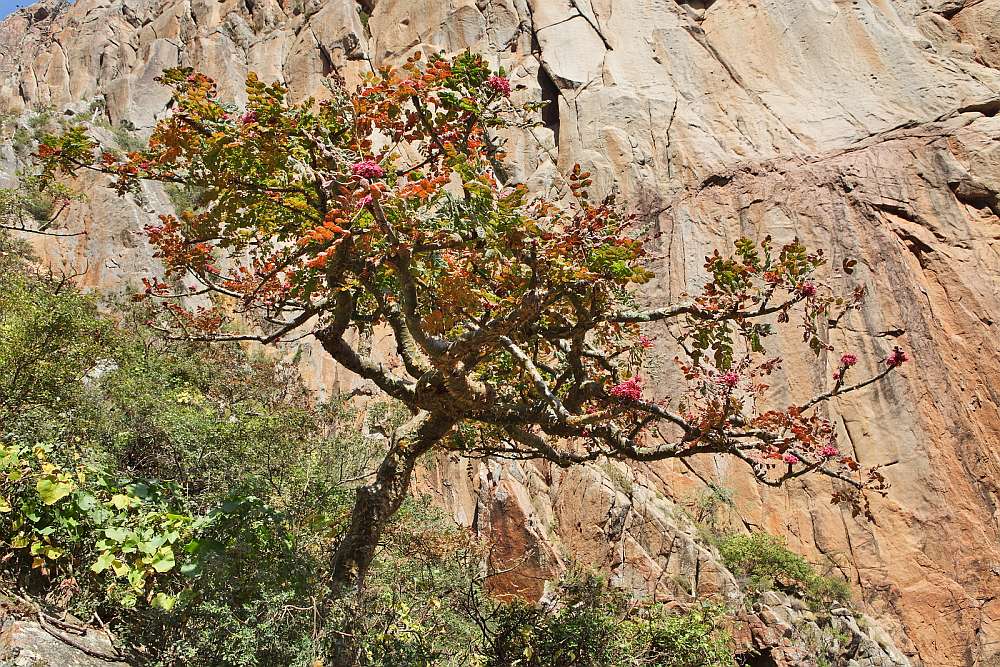 Oman Weihrauchbaum Klüger Reisen