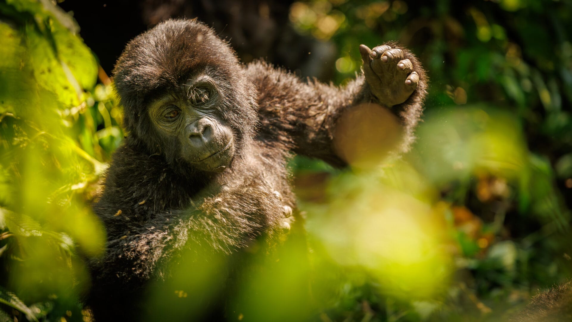 Uganda_Martin_Buschmann_Gorilla_Baby_Klueger_Reisen