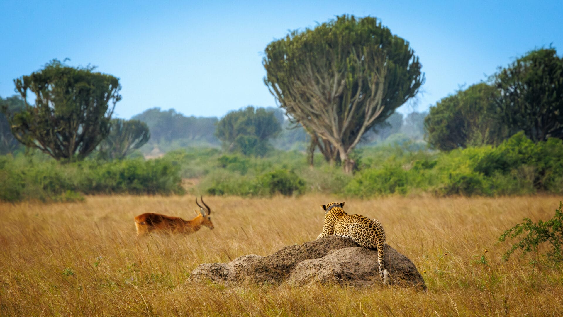 Uganda_Fotoreise_Martin_Buschmann_Klueger_Gepard