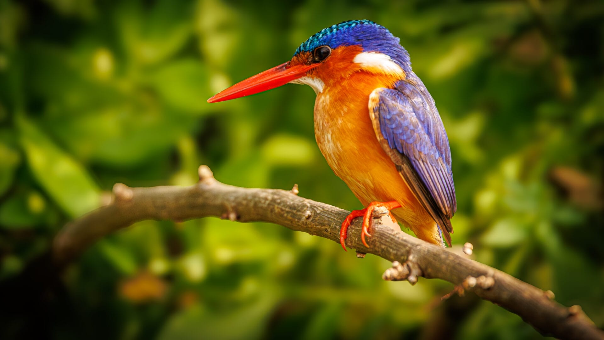 Uganda_Fotoreise_Martin_Buschmann_Klueger_Reisen_Birding