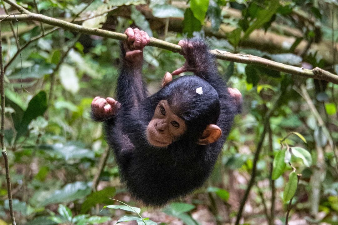 Uganda_Gorilla_Trekking_Baby_Klueger_Reisen
