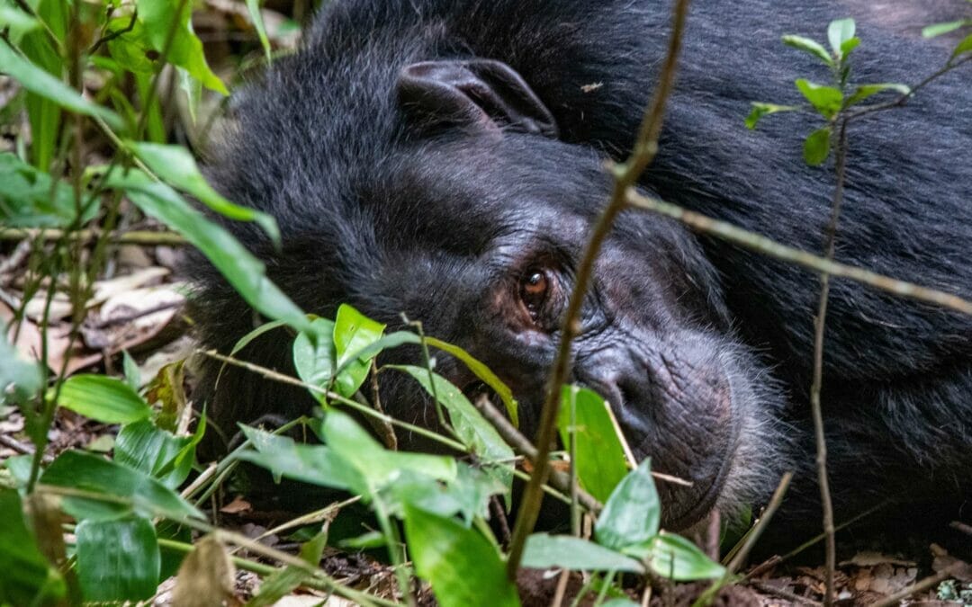 Uganda und Ruanda: Individualreise Primaten und mehr 15 Tage