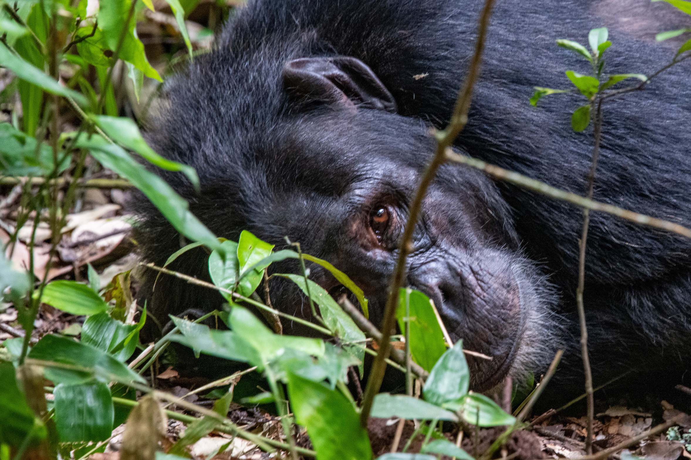 Uganda_Bwindi_Gorilla_Trekking_Klueger_Reisen