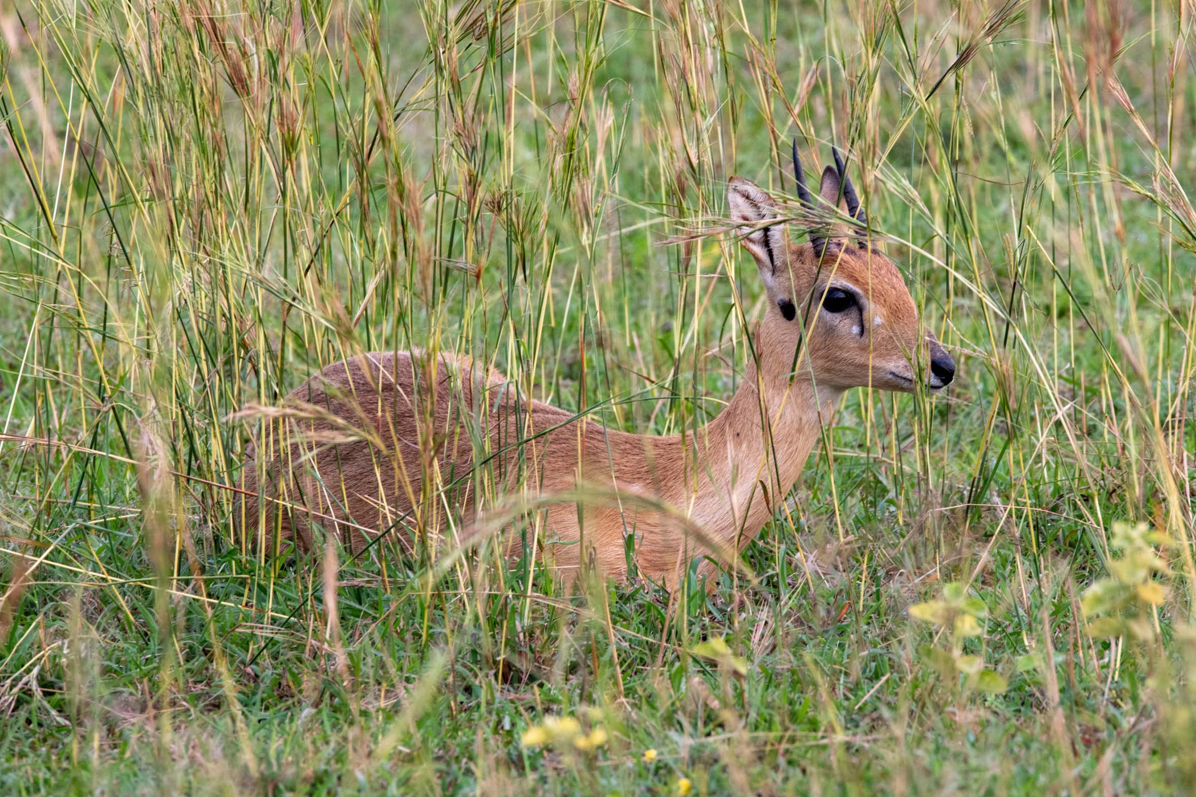 Uganda_Dikdik_Klueger_Reisen