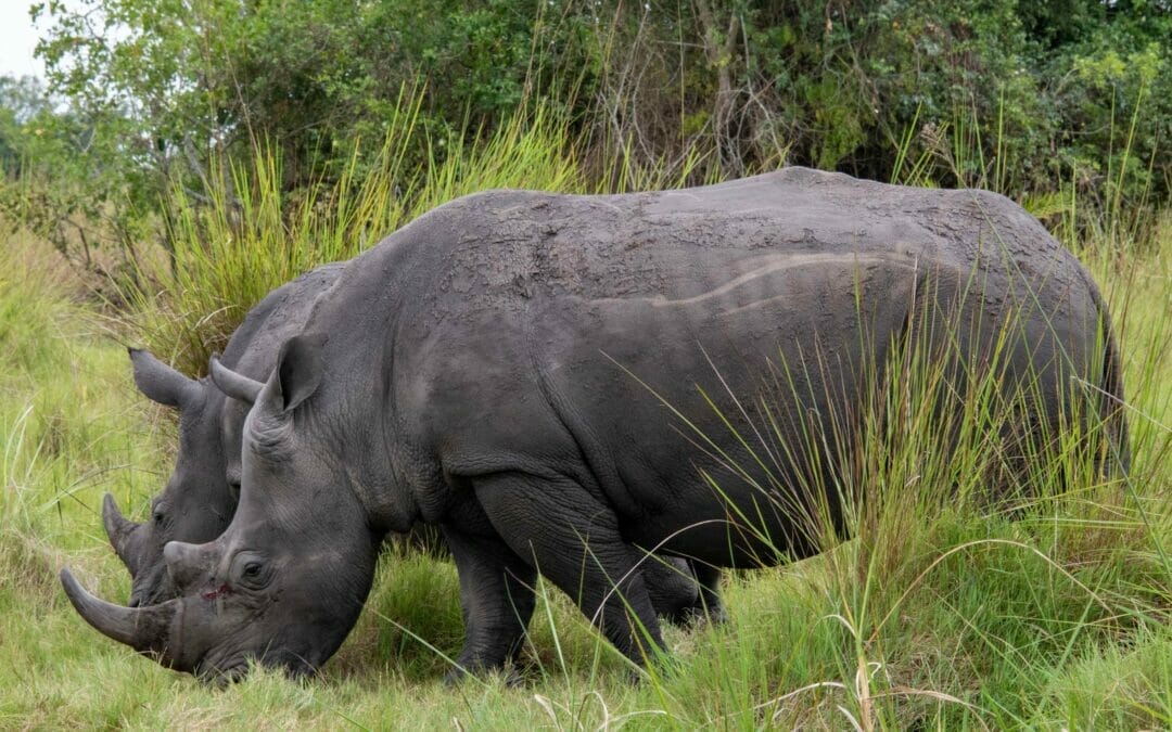 Uganda: Individualreise durch Uganda 20 Tage