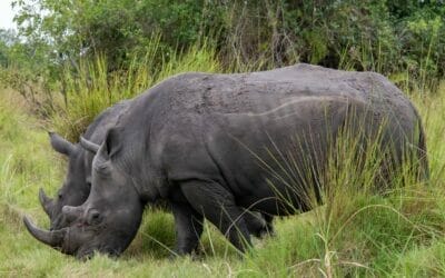 Uganda_Rhino_Sanctuary_Klueger_Reisen