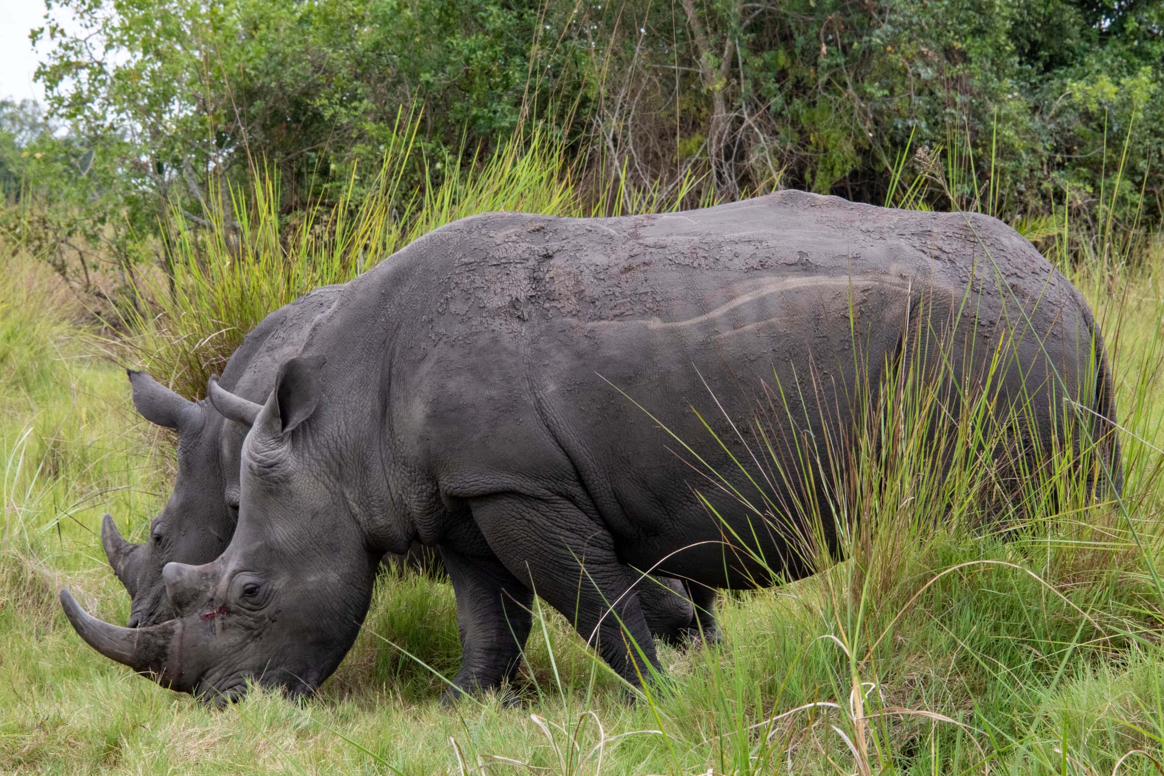 Uganda_Rhino_Sanctuary_Klueger_Reisen