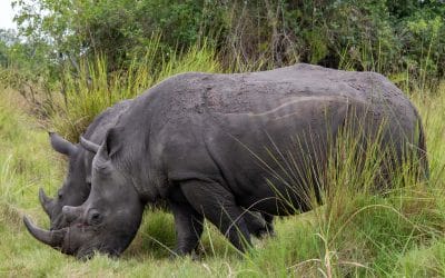 Uganda_Rhino_Sanctuary_Klueger_Reisen