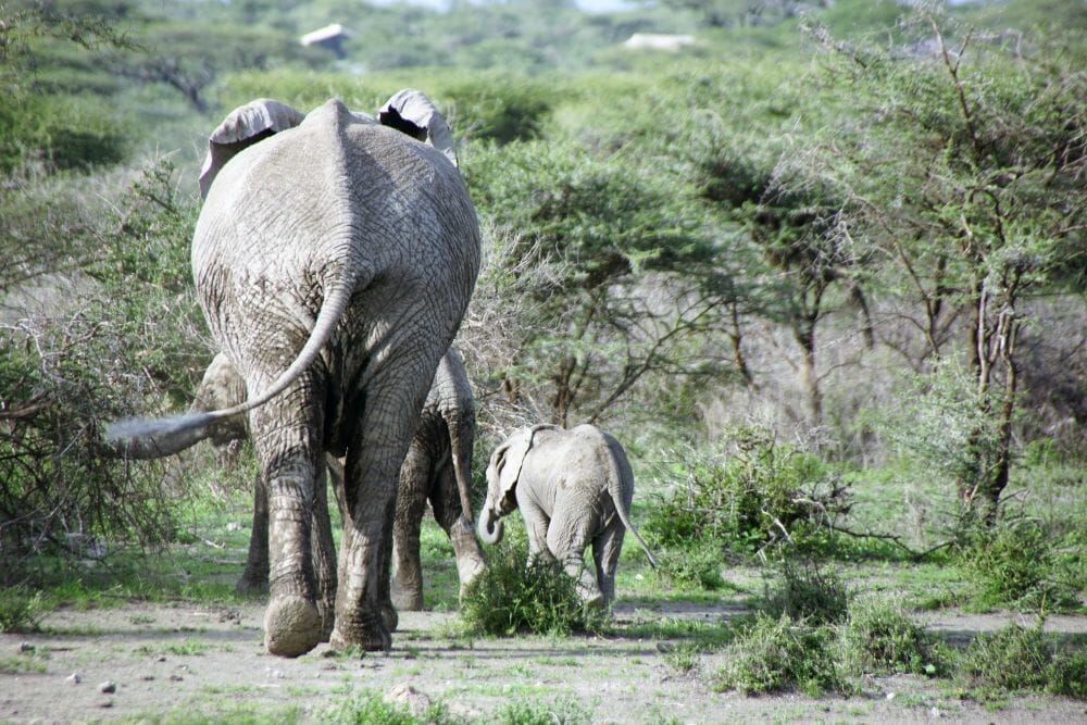 Tansania: Privatsafari “Tembo” 5 Tage