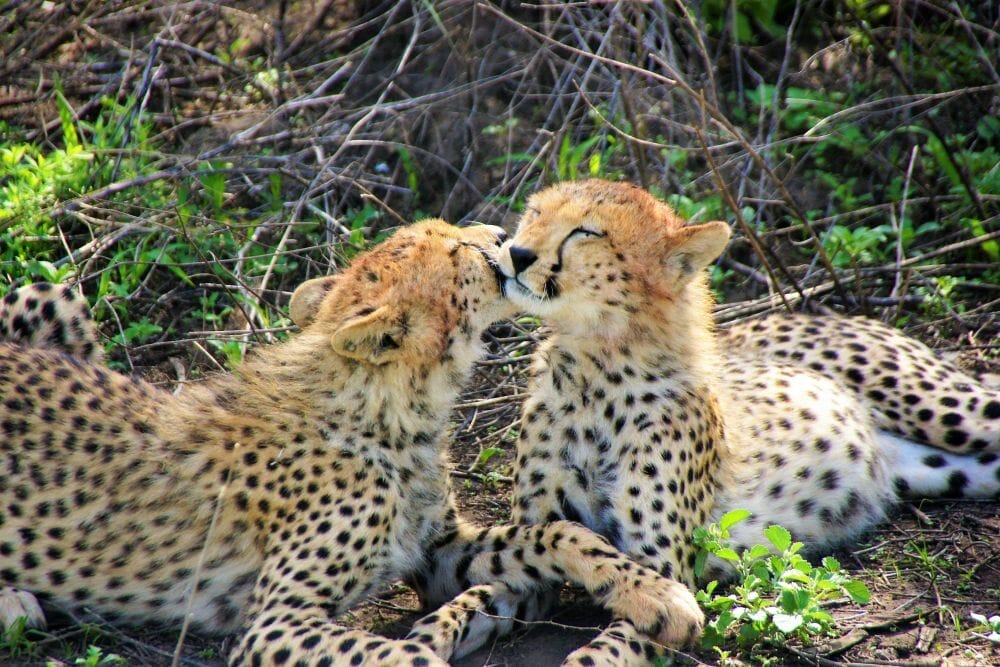 Tansania_Dustin_Safari_Geparden_I_Klueger_Reisen