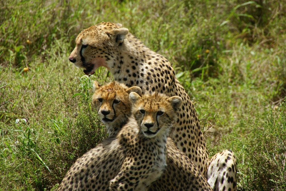 Tansania: Privatsafari “Duma” 7 Tage