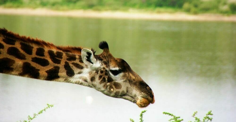 Tansania_Dustin_Safari_Giraffe_Klueger_Reisen