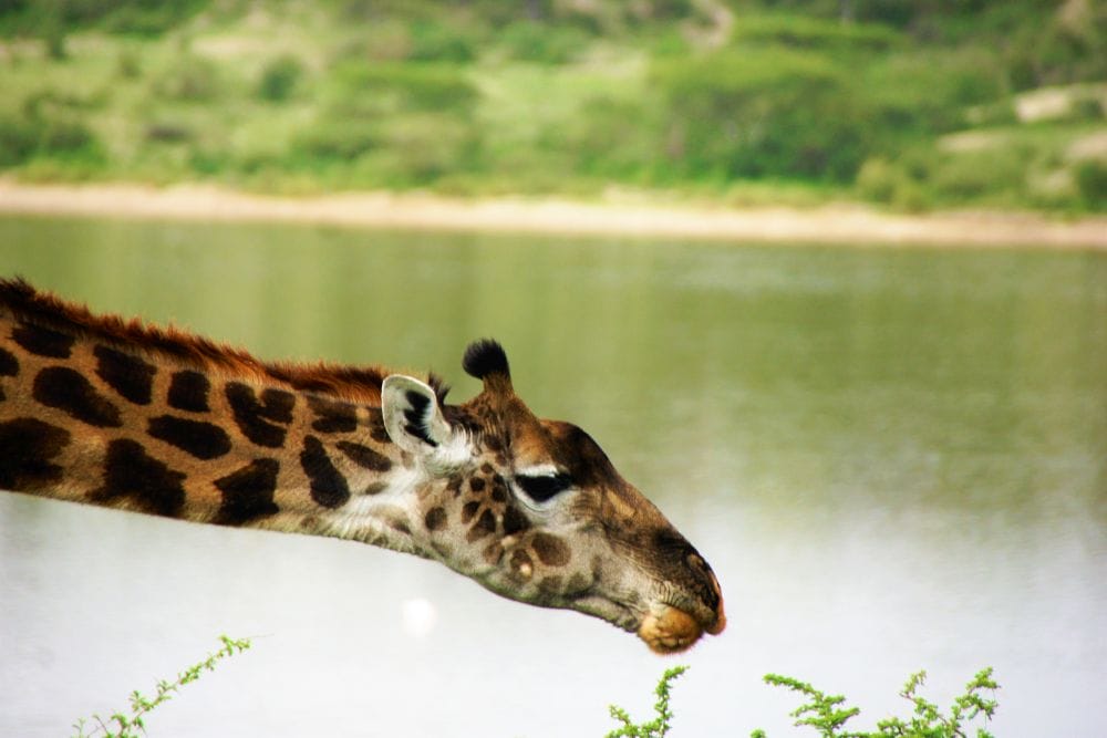 Tansania_Dustin_Safari_Giraffe_Klueger_Reisen