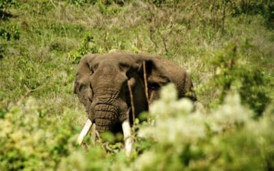 Tansania_Dustin_Safari_I_Klueger_Reise